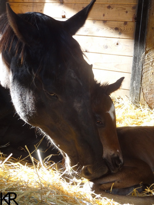 Newborn colt with dam