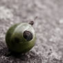 Snail and gooseberry