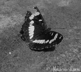 Black and White Butterfly