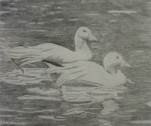 Ducks in a pond 2003