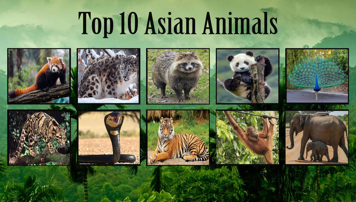 My Top 10 Asian Animals by MagicMovieNerd on DeviantArt