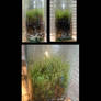 Moss Terrarium