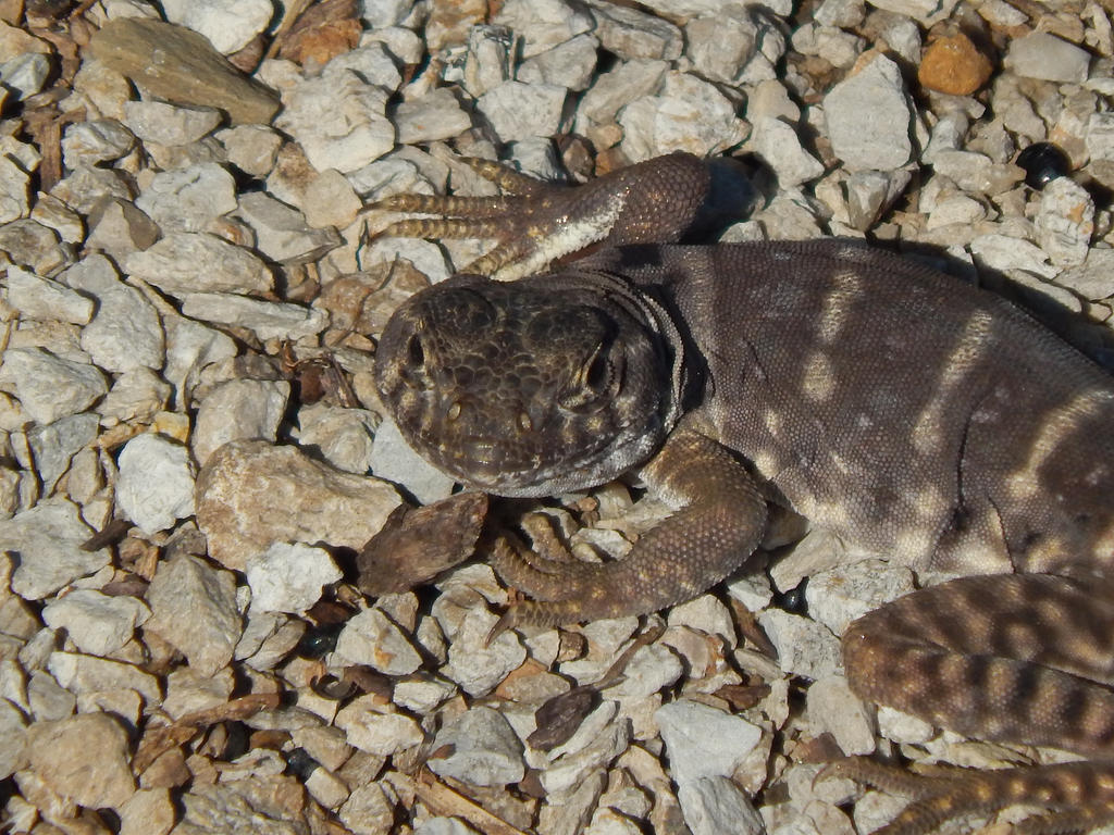 Lizard Friend by EverShiningPassion on DeviantArt