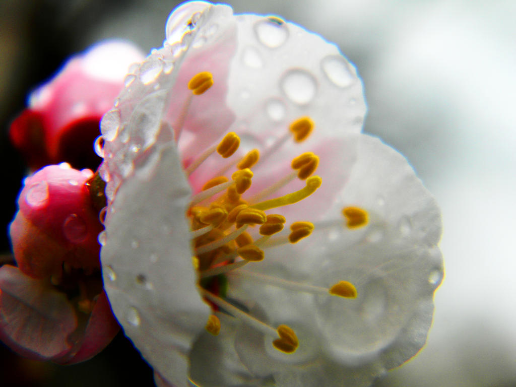 apricot blossom 3