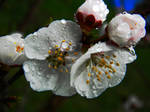 apricot blossom 4 by veykava