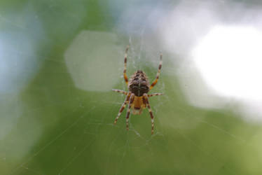 Spider on the window