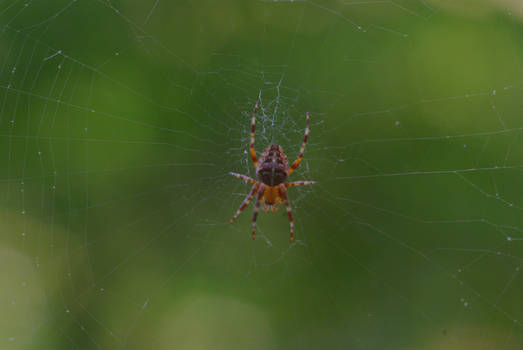 Spider on the window III