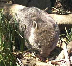 Wombat