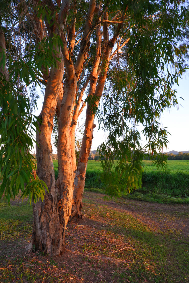 Paperbark trees by DonnieDarko79 on DeviantArt