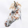 Appaloosa