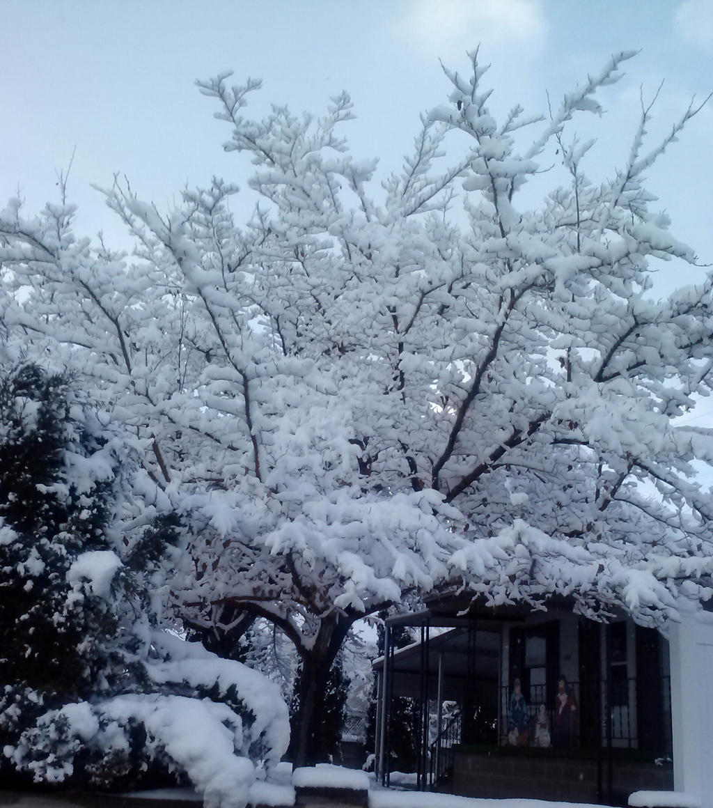 Winter tree