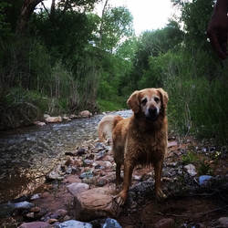 River Retriever