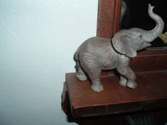 elephant