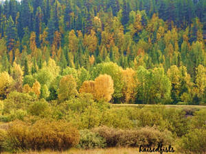 Autumn colors by RaisedFists Autumn colors by RaisedFists