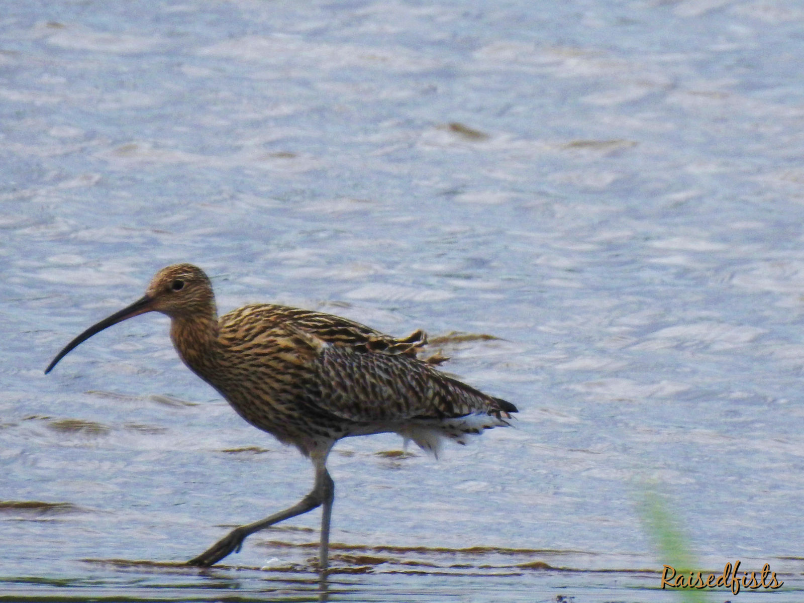 Curlew