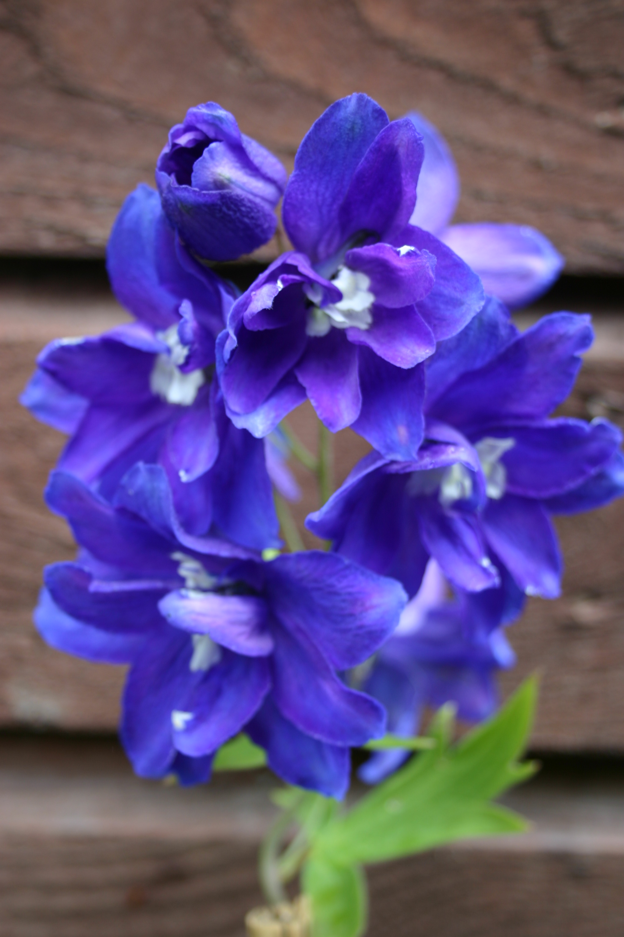 blue flowers