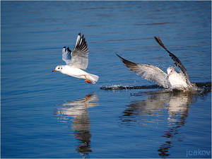 Flock of seagulls