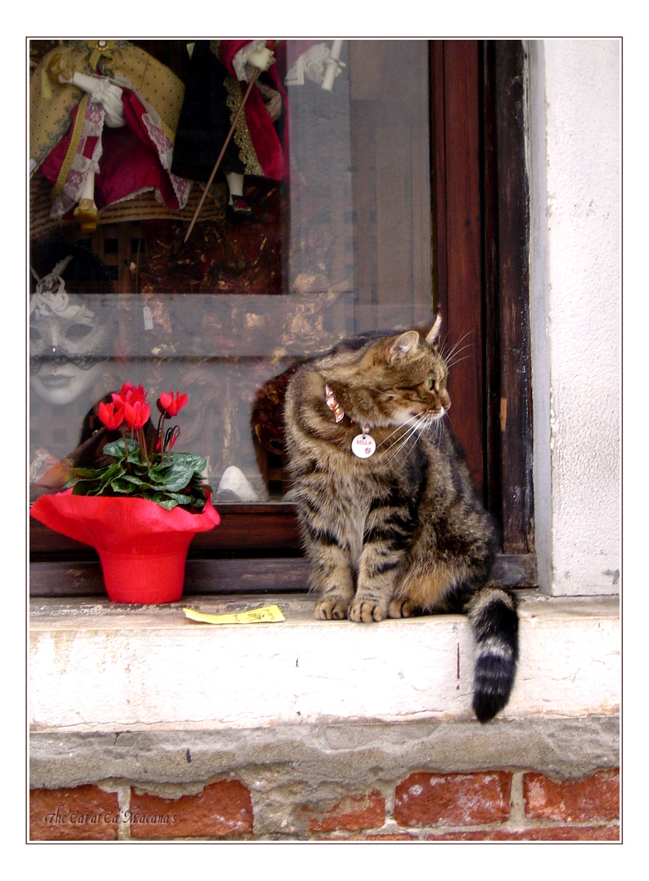 Venice - Cat at Ca' Macana's