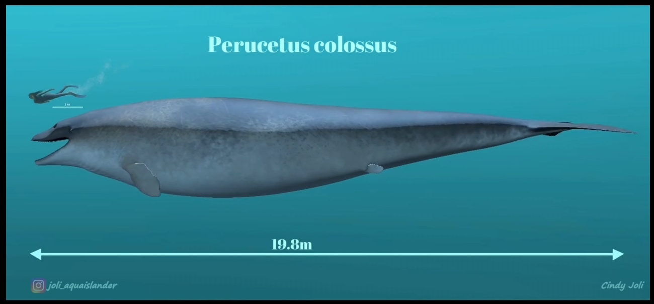 Perucetus Perucetus (ANIMATION) by JoliAquaIslander on DeviantArt