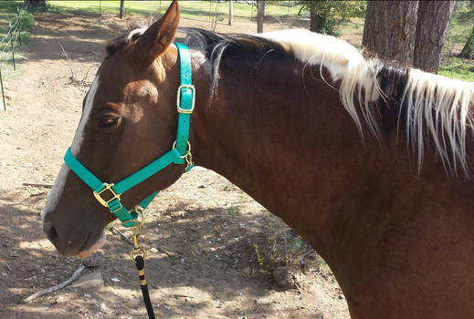 New halter!