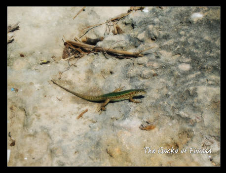 Ibiza Gecko