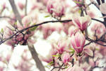 Radiant magnolia blossom by IsabellaJainePhoto