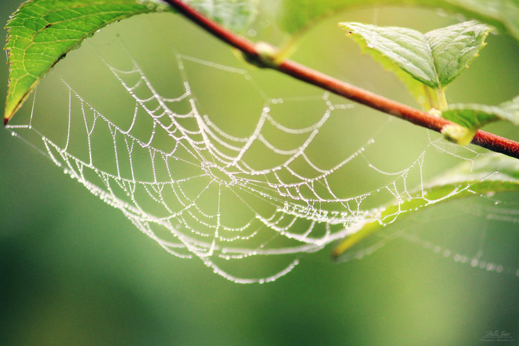 Branch to branch by IsabellaJainePhoto