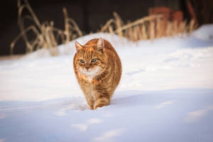 Walking in snow