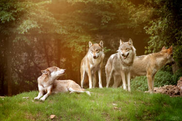 Vigilant wolfpack by IsabellaJainePhoto