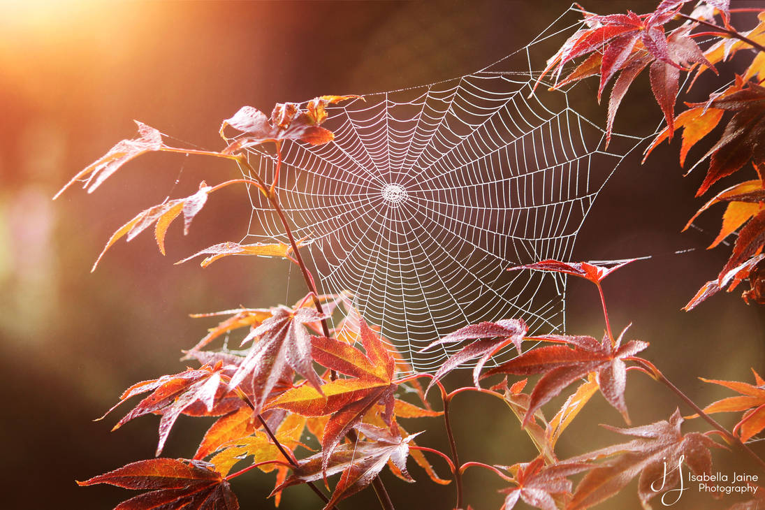 Autumnal spider dance by IsabellaJainePhoto