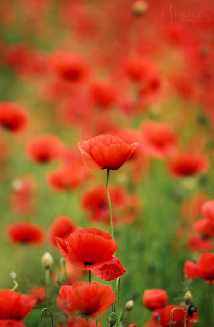 Red splendor by IsabellaJainePhoto on DeviantArt