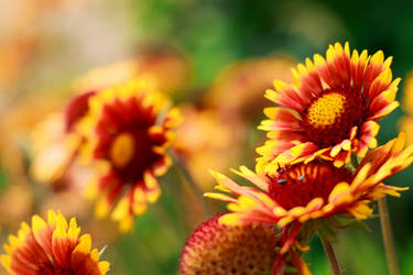 Radiant love by IsabellaJainePhoto