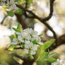 Pear blossom