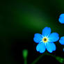 Blue Flower