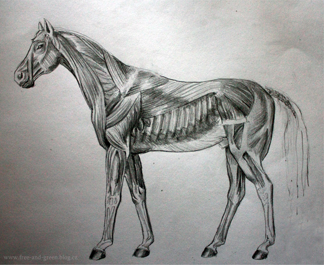 Horse anatomy 3