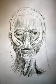 Head anatomy