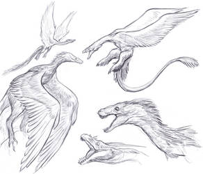 Feathered Dragon Sketches