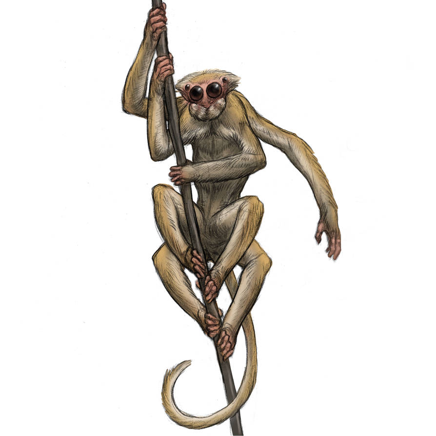 Spider Monkey Deviantart Spider Monkey by Gabe-McAlpine on DeviantArt