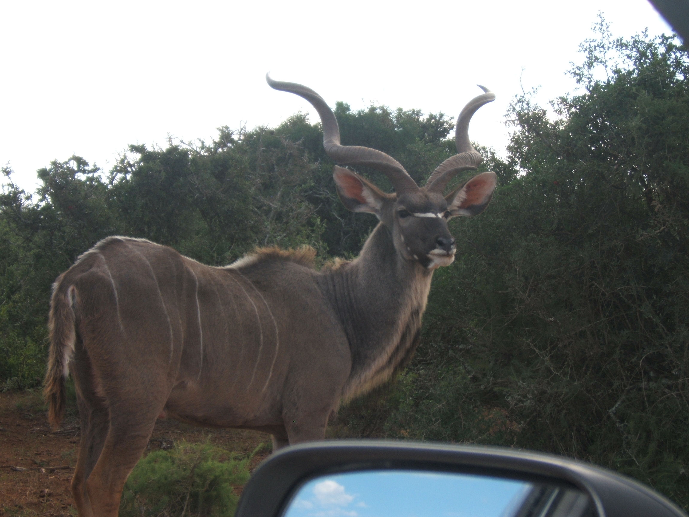 Large Kudu