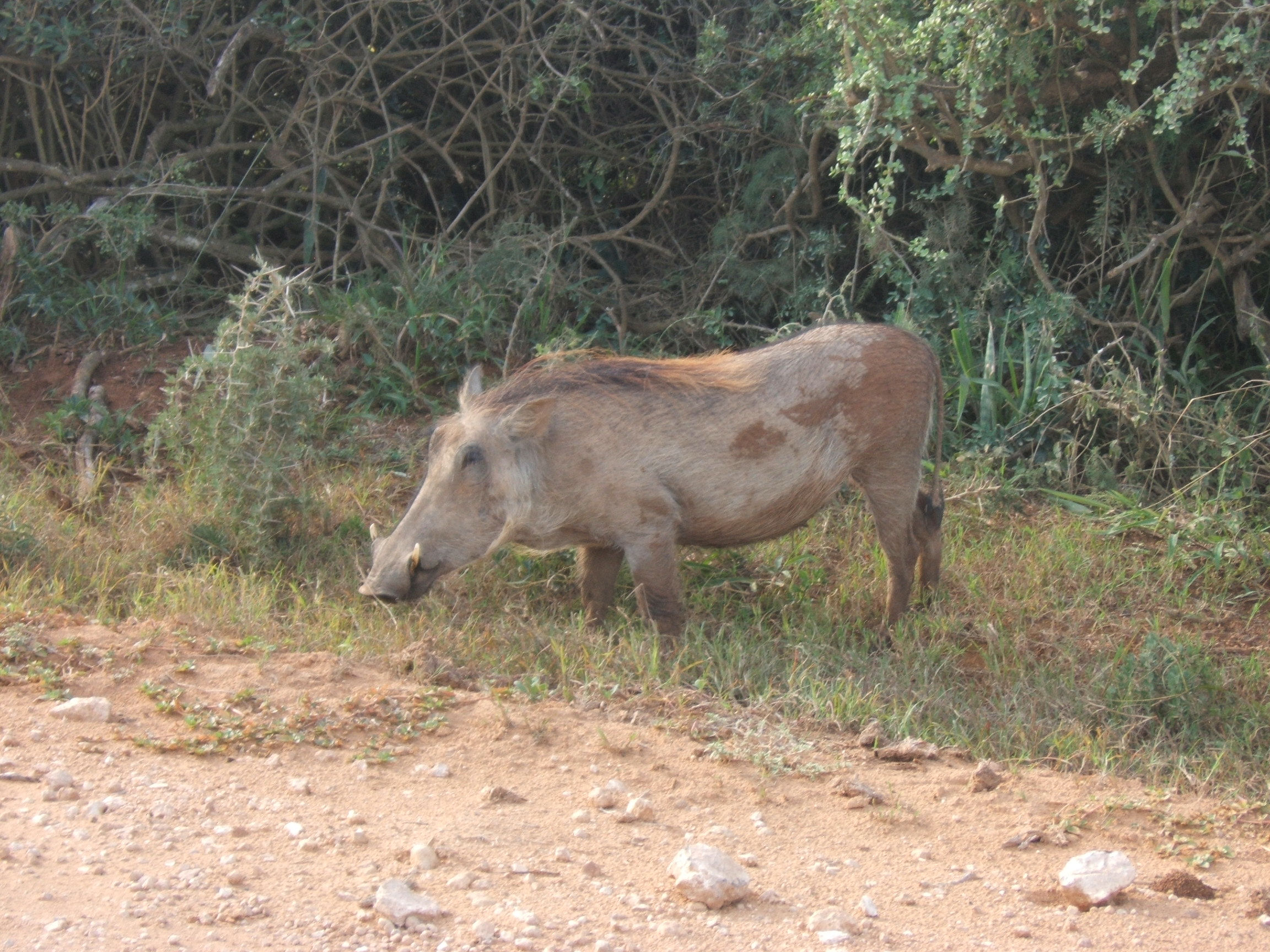 Warthog1