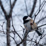 Chickadee