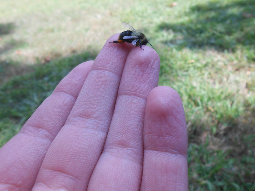 Tiny Bee