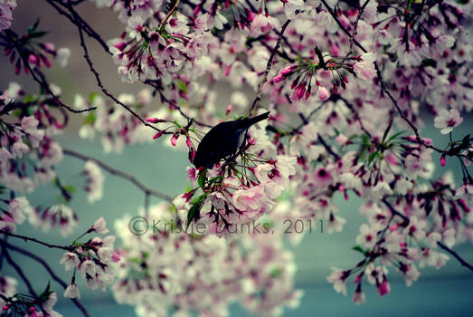 Cherry Bird