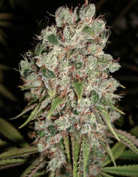 Genus Sativa,