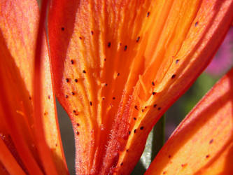 Orange Flower III