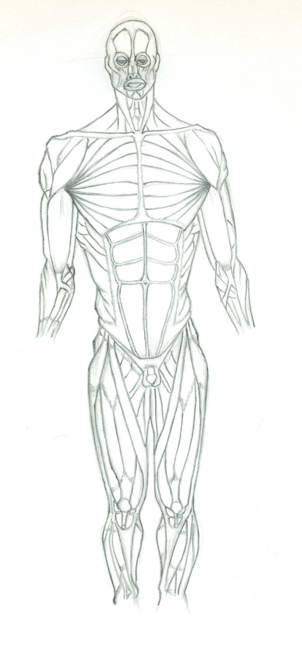 Muscular System Practice by Eyad-mangafreak on DeviantArt