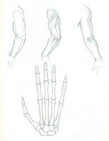 Arm practice and hand skeletal system