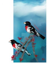 Rose-breasted Grosbeak