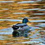 mallard duck