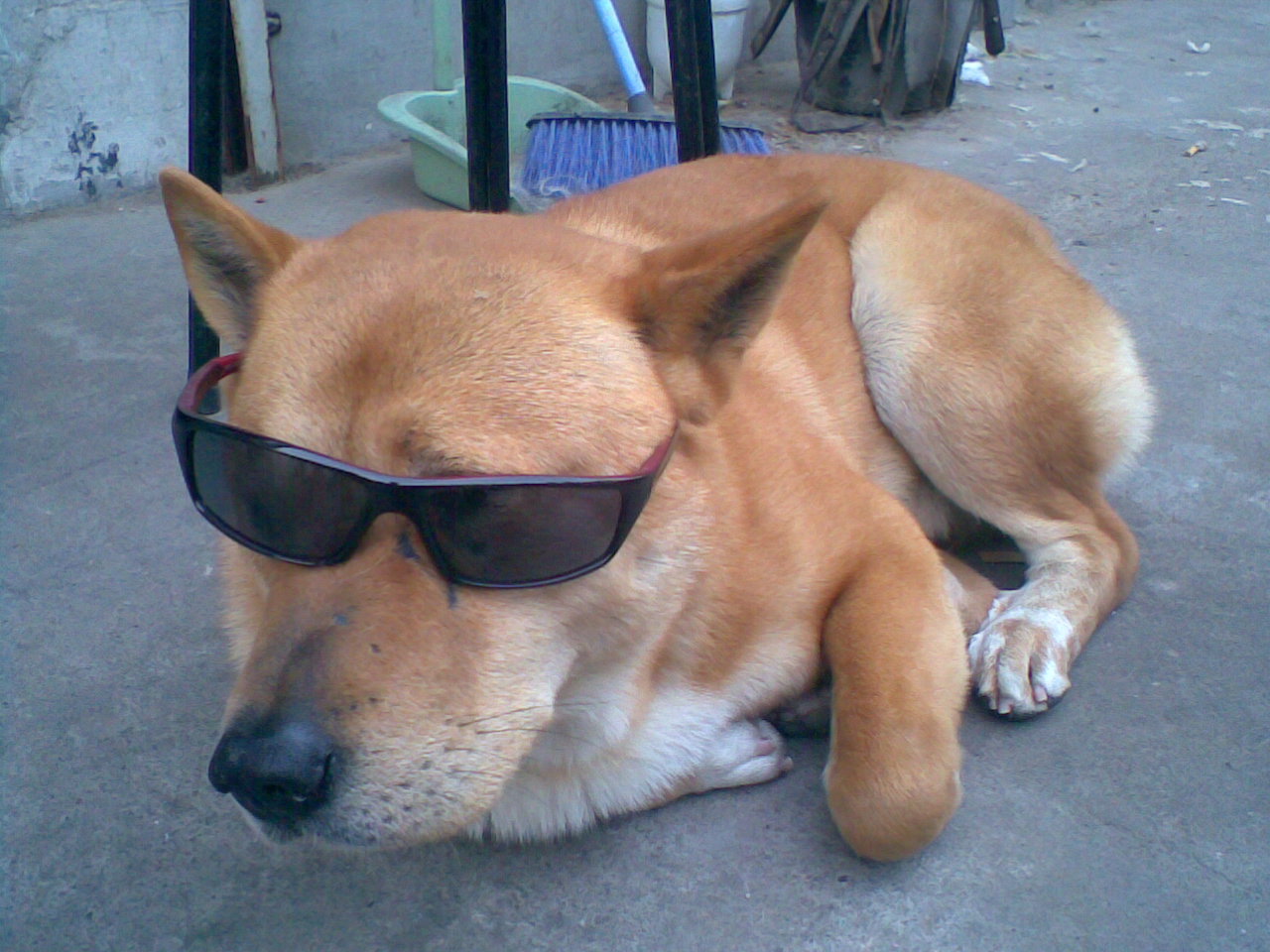 cool dog 2